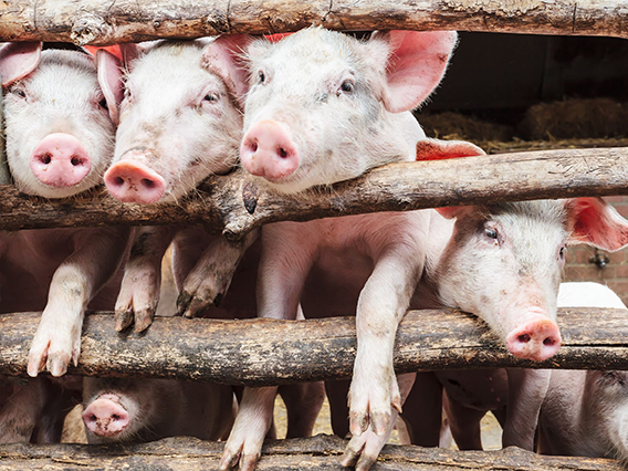 Image Schweine die aus dem Gatter sehen Mastschweine